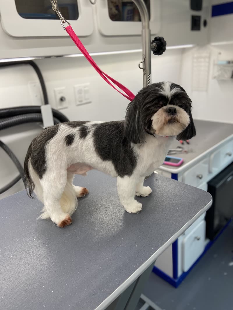 A freshly groomed black-and-white Shih Tzu on the grooming table inside the mobile van