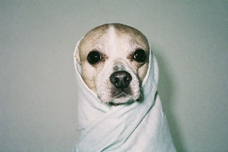 A small dog wrapped in a towel after a bath