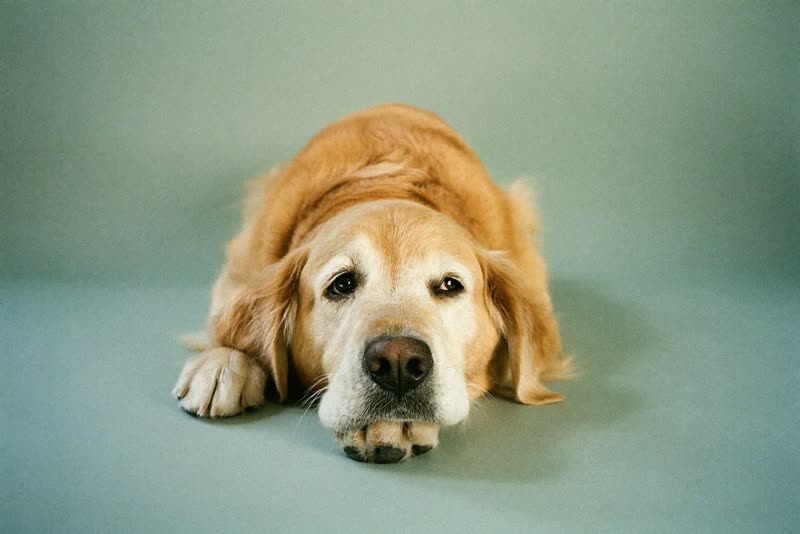 A calm large dog resting