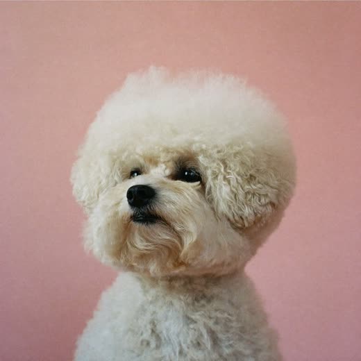 A fluffy dog after a blow-dry