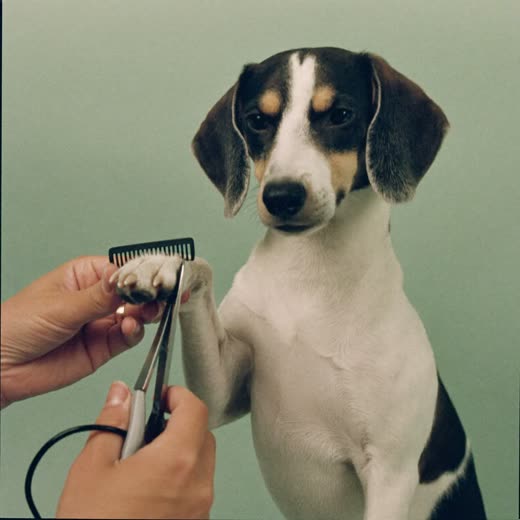 A dog's paw being trimmed