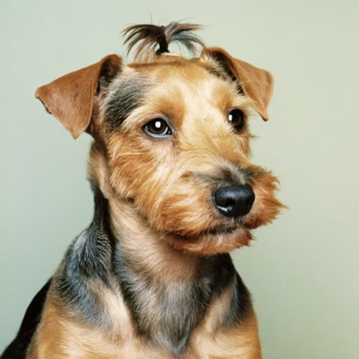A terrier with a fresh haircut